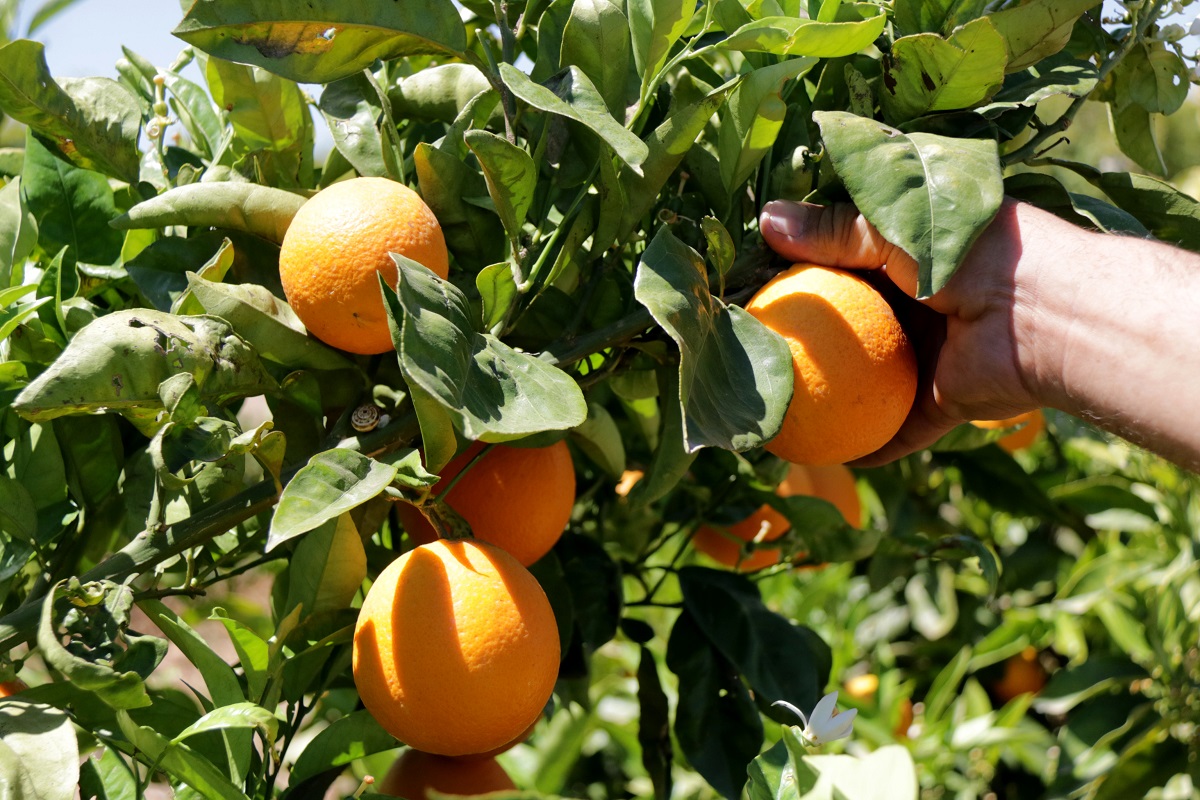 Pla detall de taronges a l'arbre pendents de collir en una finca de Vinaròs. Imatge del 15 de maig de 2019. (horitzontal)
