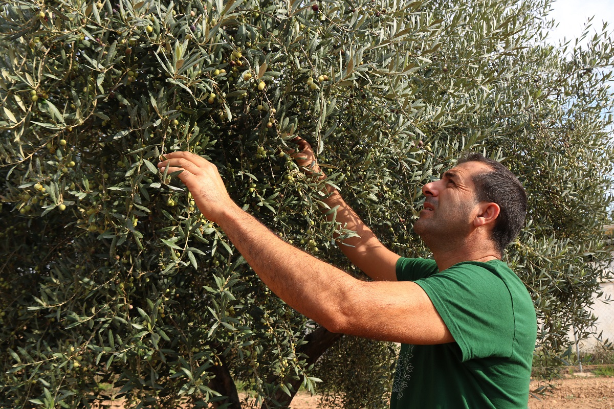 Pla tancat d'un pagès comprovant la qualitat de les olives en un camp d'oliveres. Imatge del 15 d'octubre del 2021 (Horitzontal).
