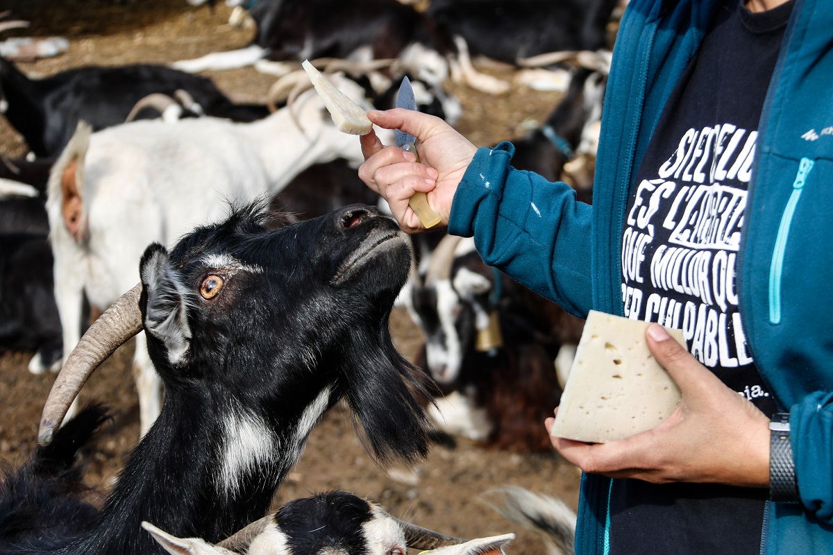 Pla de detall d'un tall de formatge i un ramat de cabres al darrera. Imatge del 5 d'octubre del 2021. (Horitzontal)