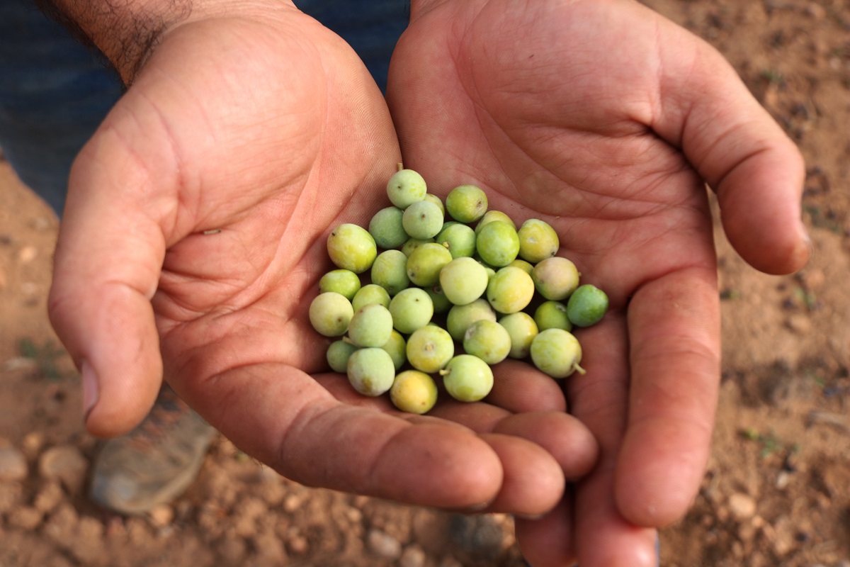 Pla detall d'olives a les mans d'un pagès. Imatge del 15 d'octubre del 2021 (Horitzontal).