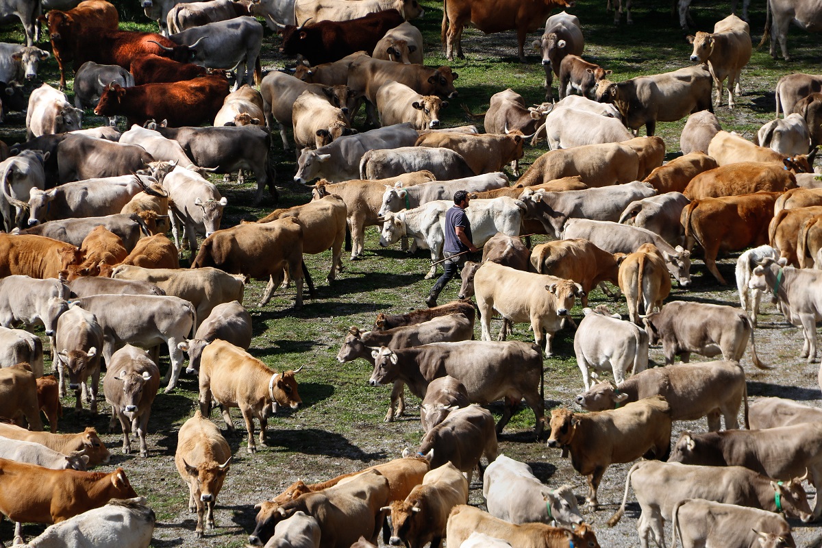Pla de detall de la vacada de Llessui (Sort) i un ramader triant els seus animals el 6 d'octubre del 2021. (Horitzontal)