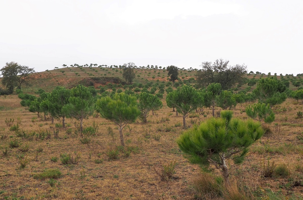 Plantació intensiva a l'Alt Empordà