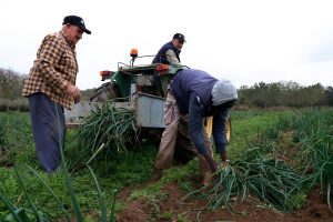 Pla obert de tres pagesos collint calçots de la IGP Calçot de Valls a una finca del terme municipal de Valls. Imatge del 26 de febrer del 2021 (Horitzontal).