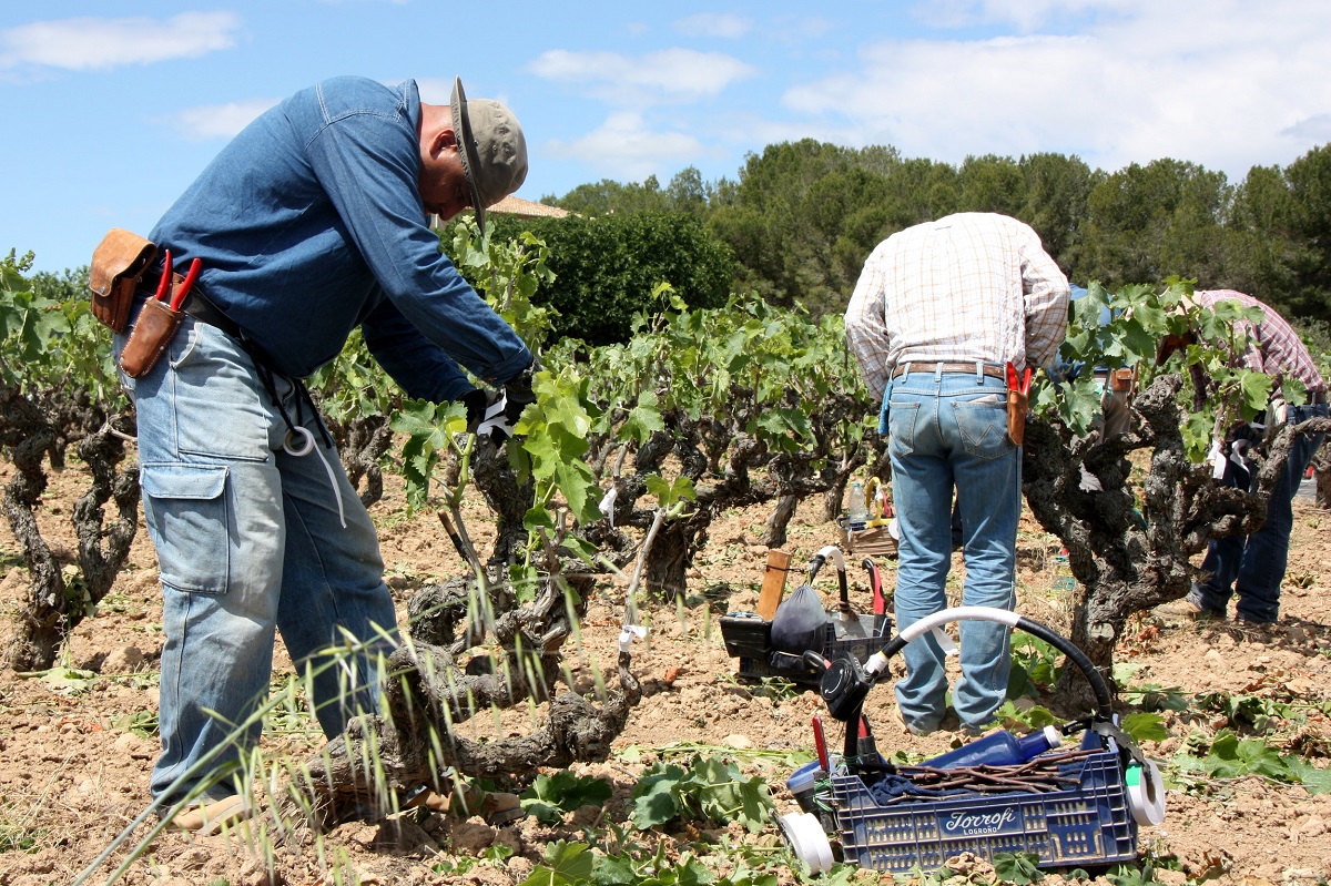 Pla sencer de tres agricultors empeltant ceps d'una finca experimental de Cellers Torres a l'Alt Penedès. Imatge publicada l'1 de juny de 2016 (horitzontal)