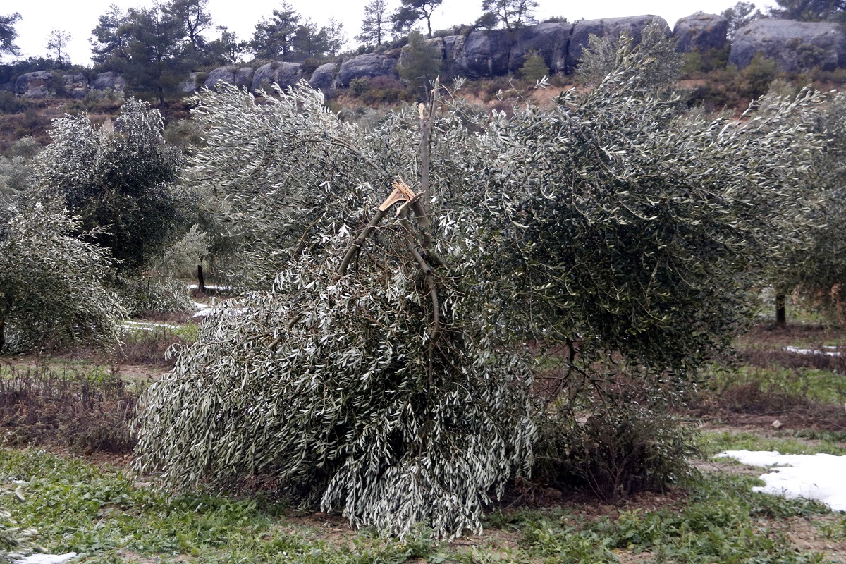 Pla obert on es pot veure un camp d'oliveres amb danys per la nevada del temporal Filomena, a Vinaixa, el 22 de gener de 2021. (Horitzontal)