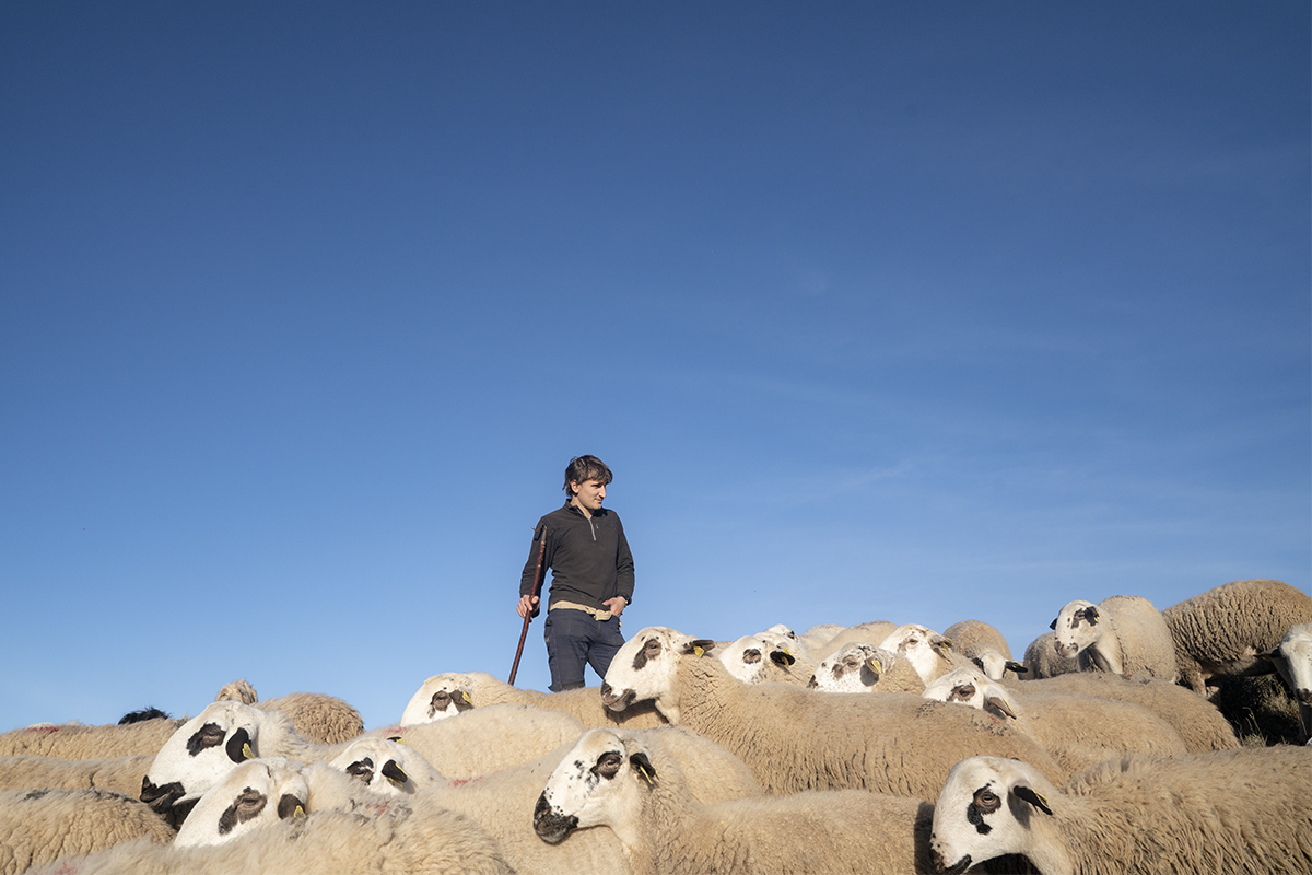 Imatge del pastor, Gerard Cardona, amb el ramat d'ovelles xisquetes que col·labora amb el projecte ZooMWest. (Horitzontal)