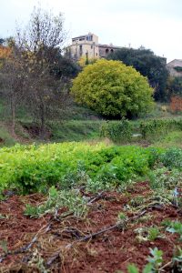 Pla general de l'Hort d'en Puig, a Castellbell i el Vilar. En primer terme, els estralls fets pels porcs senglars. Imatge del 17 de novembre del 2021. (Vertical)