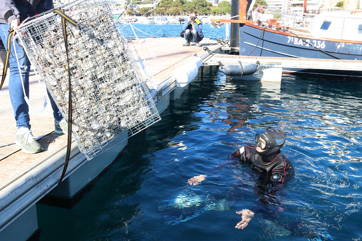 Un submarinista instal·lant un biohub al port de Sant Feliu de Guíxols. Imatge del 18 de novembre del 2021. (Horitzontal)
