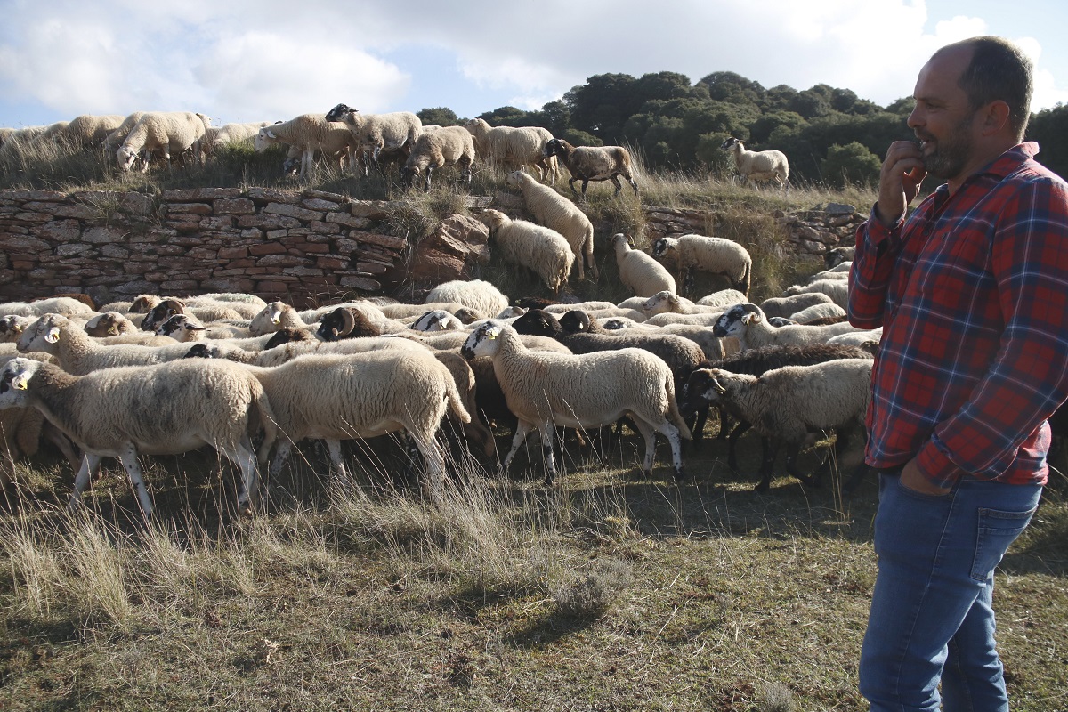 Pla general de Josep Ramírez amb els xais pasturant al Montseny el novembre del 2021. (Horitzontal)