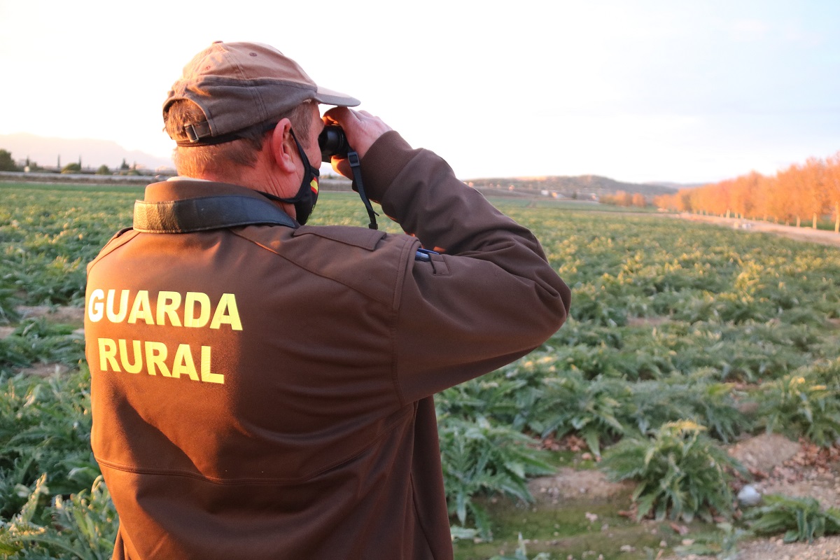 Pla mitjà del guarda rural de l'Aldea vigilant amb uns prismàtics en una zona de camps de carxofa. Imatge del 16 de novembre del 2021. (Horitzontal)