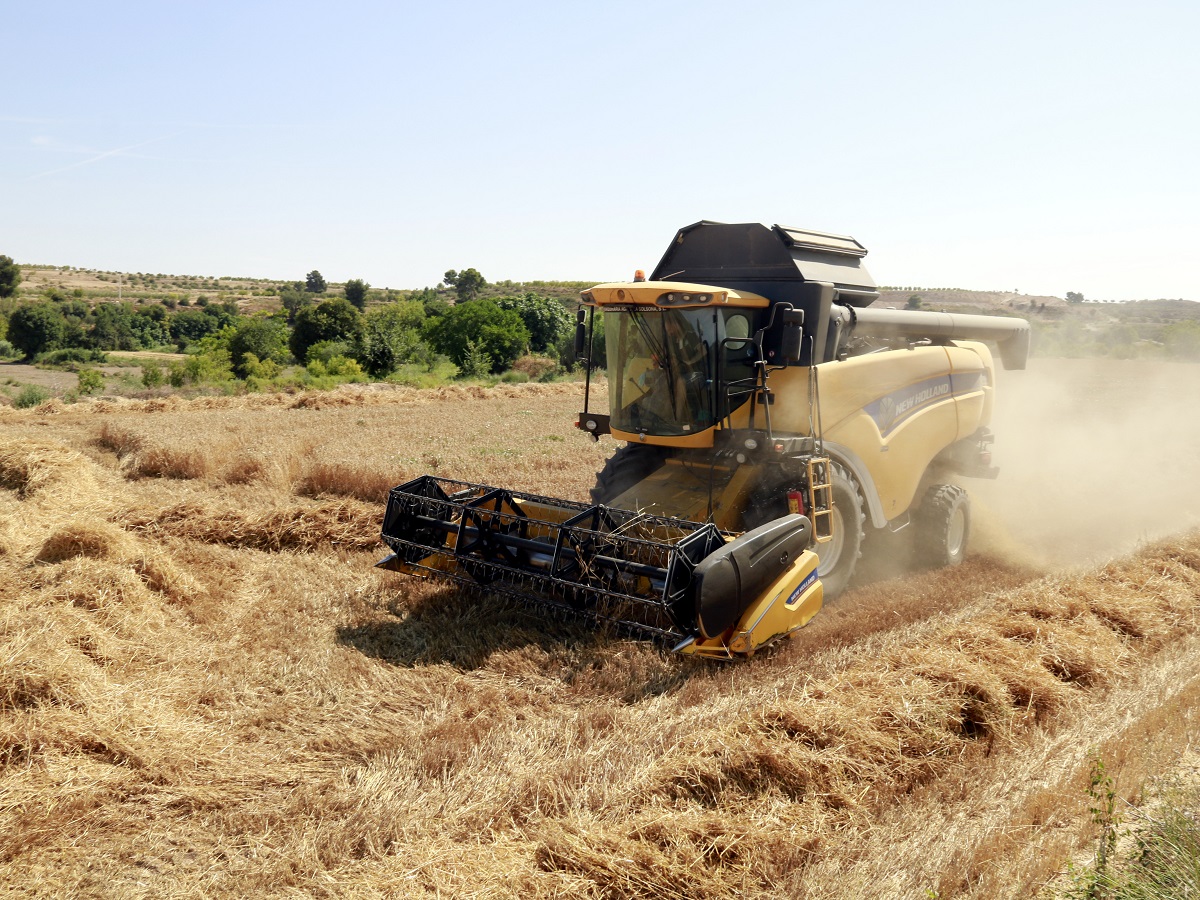 llotja de reus sobre desproveiment cereals