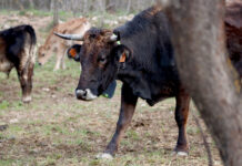 El Gremi de la Pagesia posa en marxa el projecte ‘Repoblem les granges afectades’ per ajudar les granges afectades per la Dermatosi