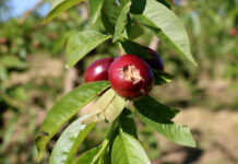 El clima castiga la pagesia amb 19 pedregades a Ponent aquest 2025