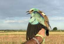 El gaig blau fa festa major a l’Empordà: 151 polls novells el 2025!